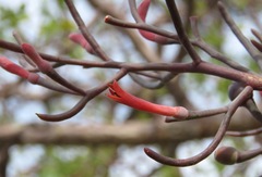 Psittacanthus sonorae