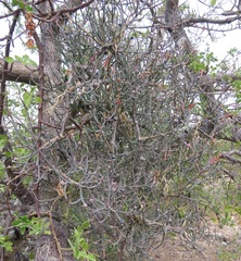 Psittacanthus sonorae