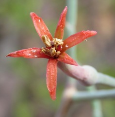 Psittacanthus sonorae