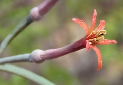 Psittacanthus sonorae