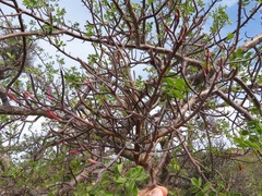 Psittacanthus sonorae