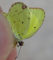 Pyrisitia lisa centralis