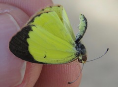 Pyrisitia lisa centralis