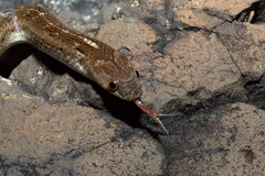 Oligodon taeniolatus