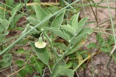 Physalis cinerascens spathulifolia