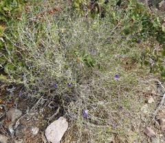 Ruellia californica