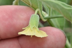 Physalis cinerascens spathulifolia