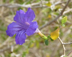 Ruellia californica