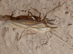 Eufernaldia cadarellus