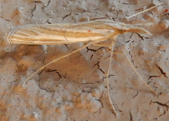 Eufernaldia cadarellus