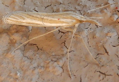 Eufernaldia cadarellus