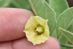 Physalis cinerascens spathulifolia