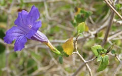 Ruellia californica