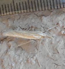 Eufernaldia cadarellus