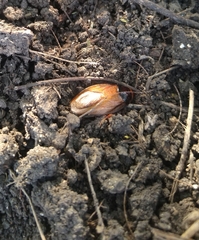 Pycnoscelus surinamensis