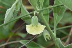 Physalis cinerascens spathulifolia