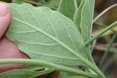 Physalis cinerascens spathulifolia