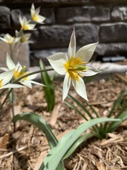 Tulipa bifloriformis