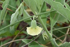 Physalis cinerascens spathulifolia