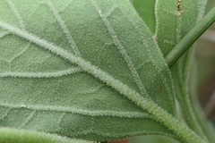 Physalis cinerascens spathulifolia