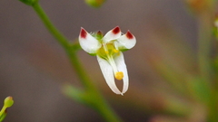 Nemacladus orientalis