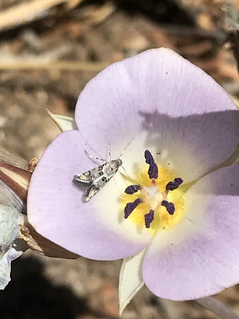 Jewel-studded four o'clock sun moth