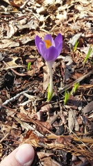 Crocus vernus