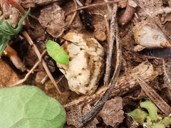 Adelphocoris vandalicus