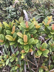 Syzygium sandwicense