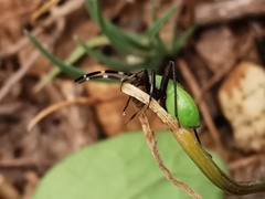 Adelphocoris vandalicus