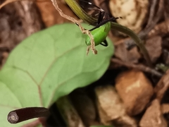 Adelphocoris vandalicus