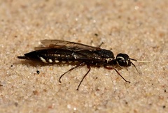 Xiphydria maculata