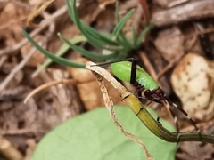 Adelphocoris vandalicus