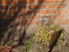 Streptopelia decaocto