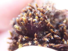 Schistidium papillosum