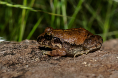 Sphaerotheca maskeyi