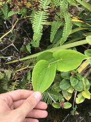 Smilax melastomifolia