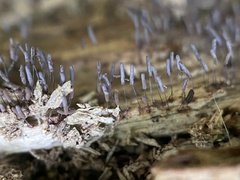 Stemonitopsis