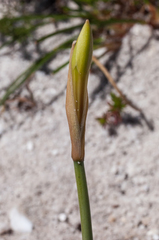 Cyrtanthus leucanthus