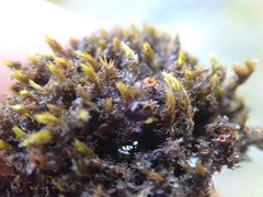 Schistidium papillosum