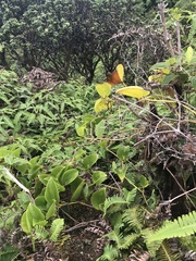 Smilax melastomifolia