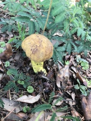 Boletus luridellus image