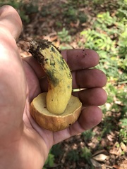 Boletus luridellus image