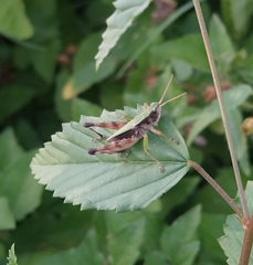 Acrididae