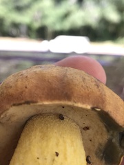 Boletus luridellus image