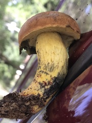 Boletus luridellus image