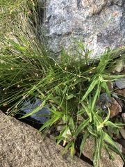 Eleocharis elliptica