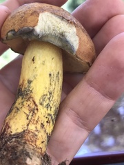 Boletus luridellus image