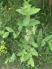 Apocynum cannabinum