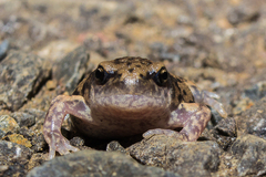 Uperodon systoma